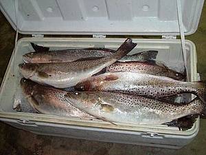 Fish1